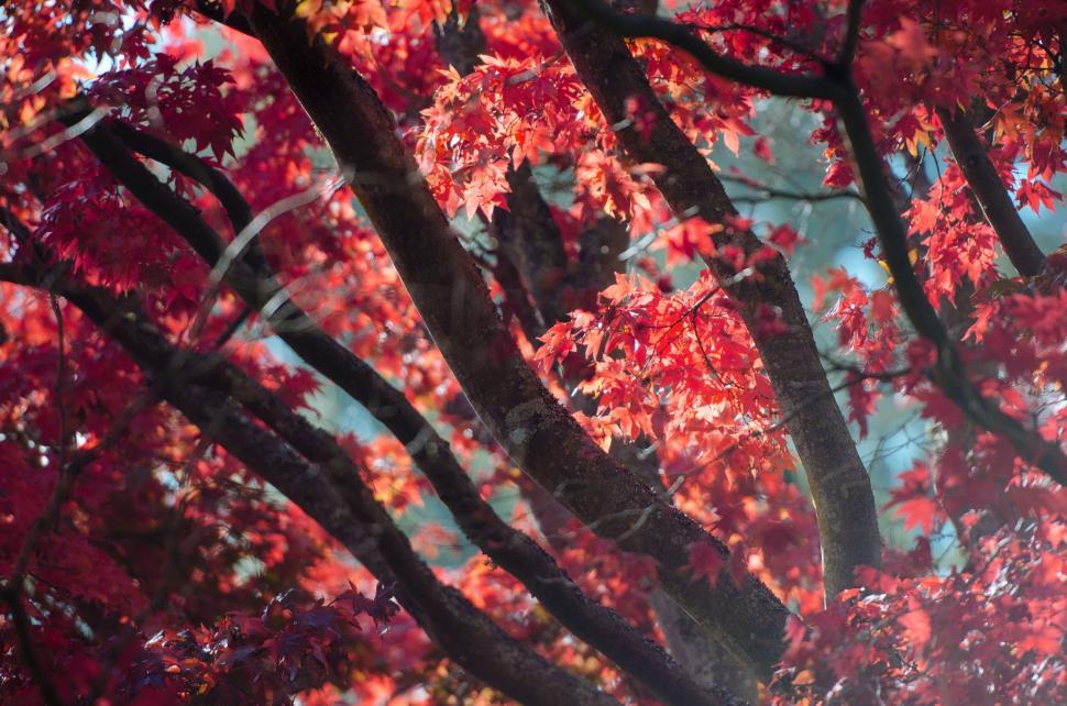 Free Image of Vibrant red maple leaves bathed in sunlight creating glow 