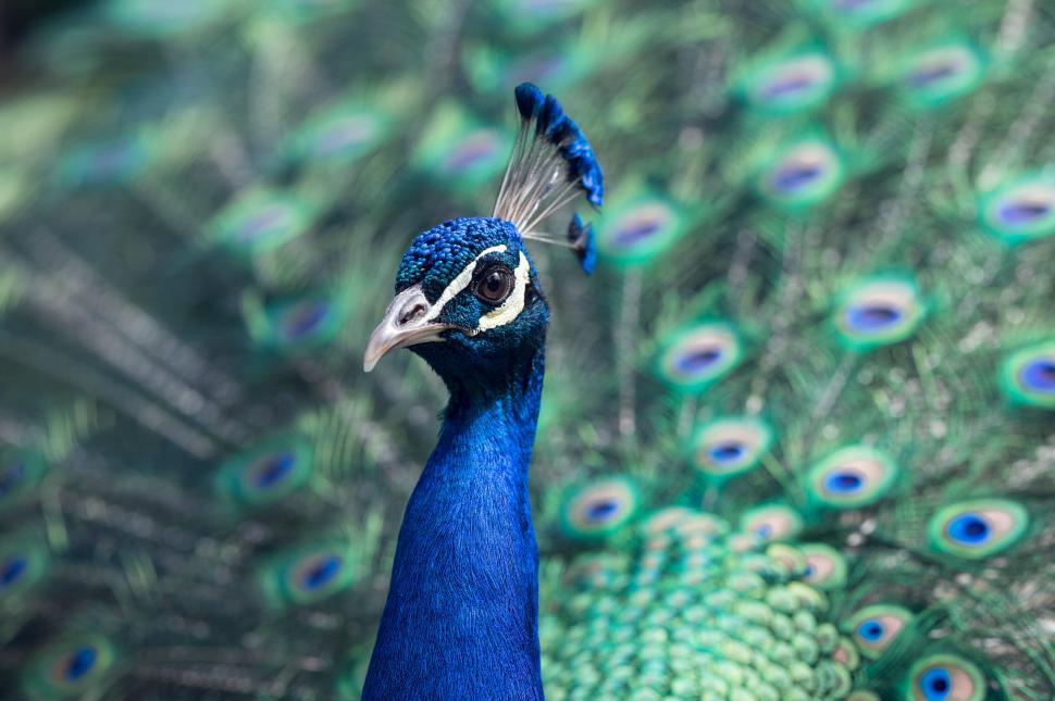 Free Image of Close-up of a peacock with vibrant blue and green feathers 