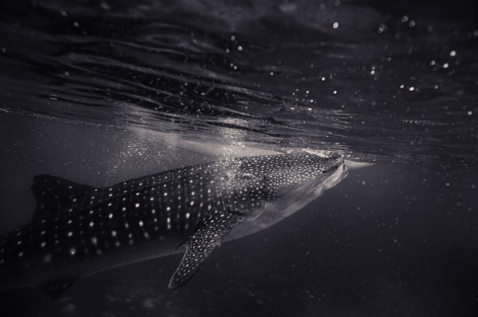 Free Image of Whale shark swimming gracefully underwater in ocean. 