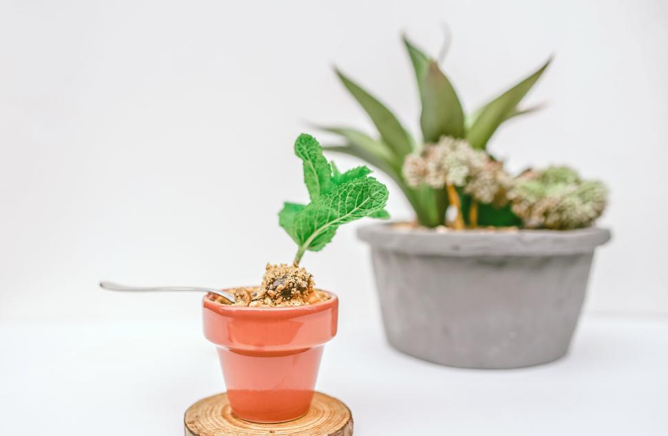 Free Image of Bright potted plant and succulent centerpiece setup. 