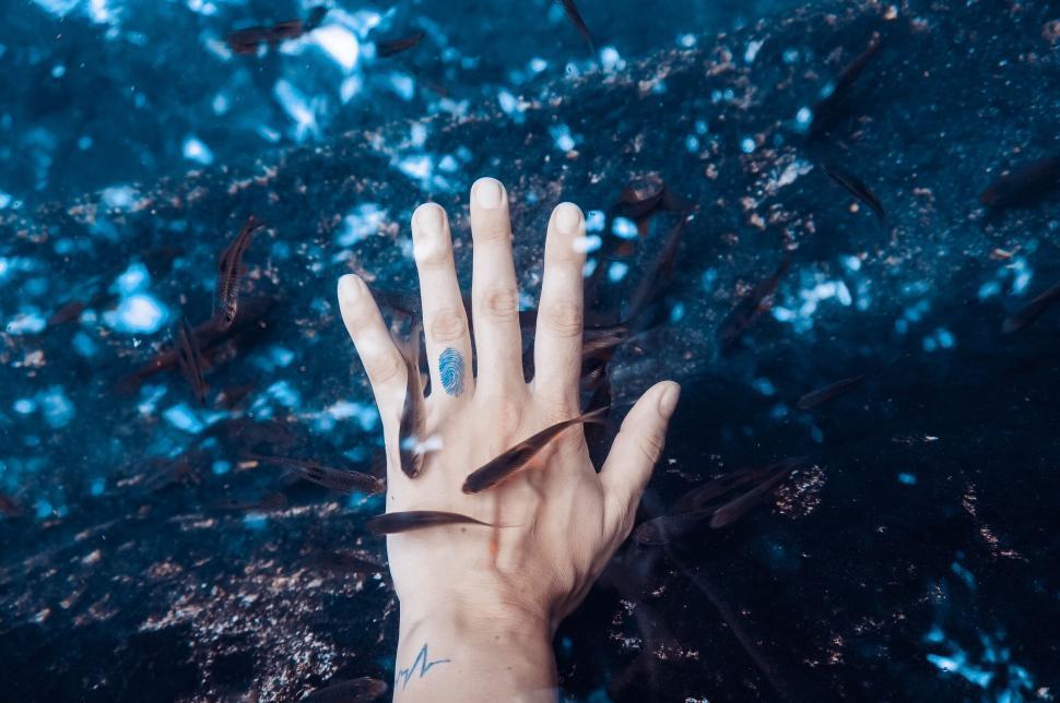 Free Image of Hand underwater surrounded by fish in a blue sea. 
