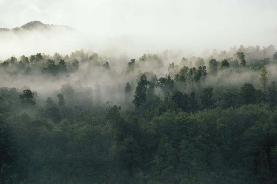 Free Image of Forest covered in mist with trees and mountains visible. 
