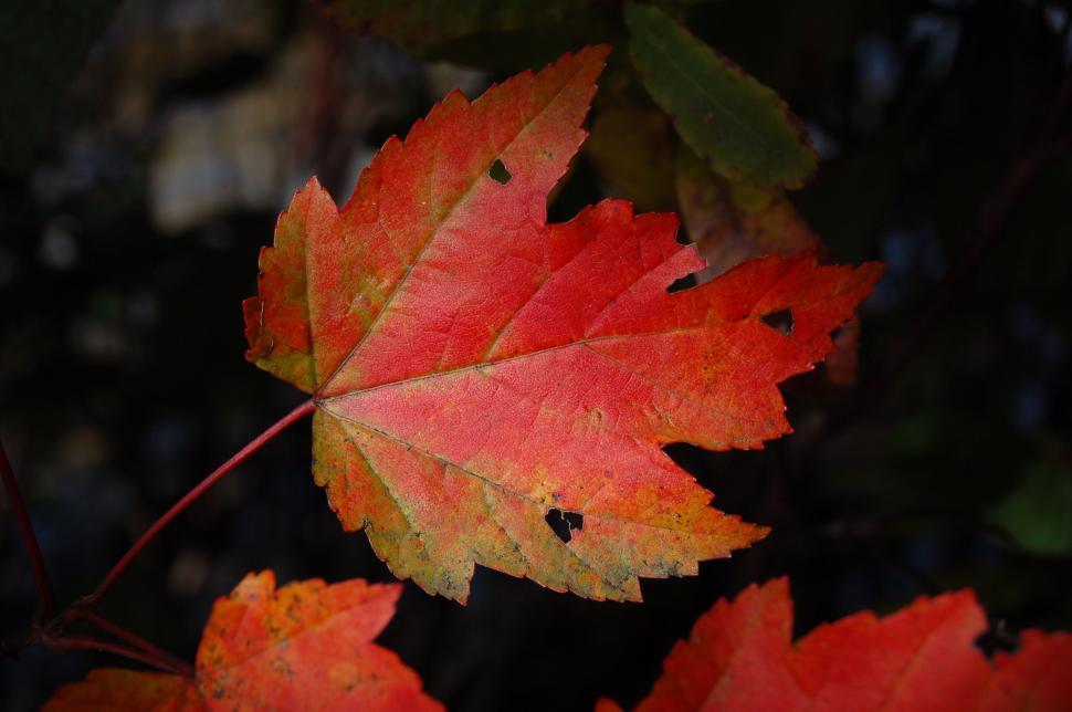 Free Image of Close-up of vibrant red maple leaf in autumn. 
