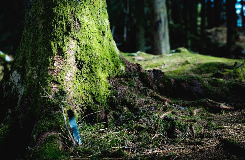 Free Image of Moss-covered tree trunk in forest with sunlight. 