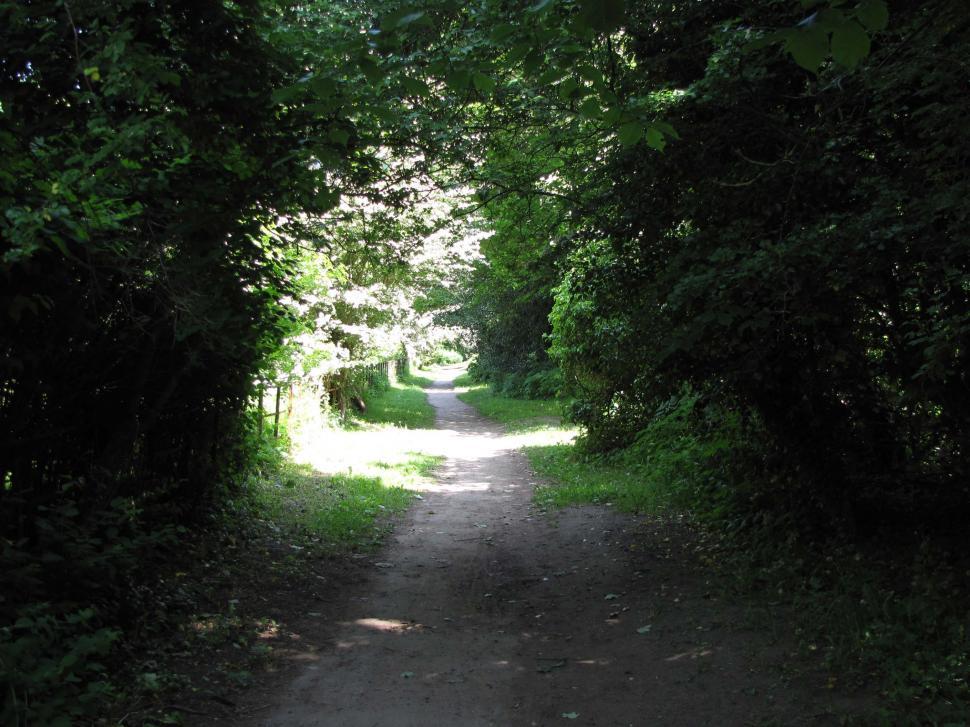 Free Image of Deep Forest Path 