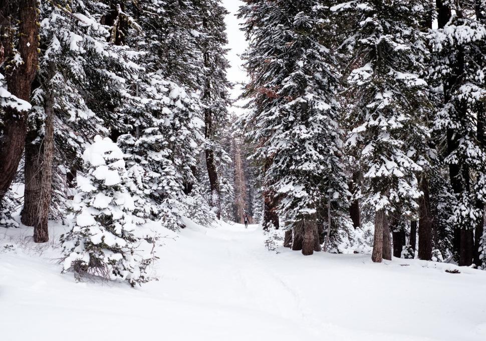 Free Image of Snow-covered forest trail with tall evergreen trees. 