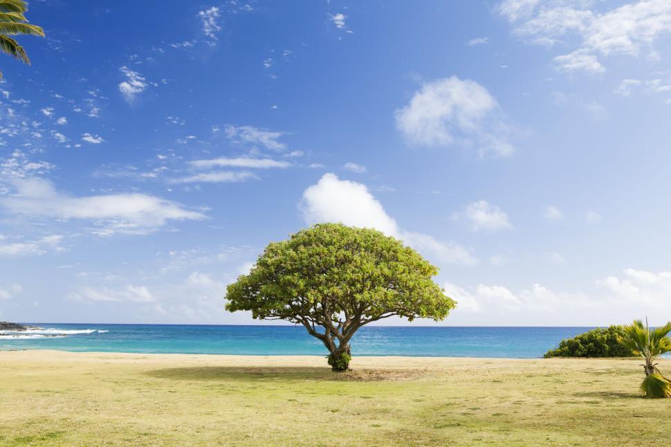 Free Image of Lone tree on a beach with clear blue sky background 