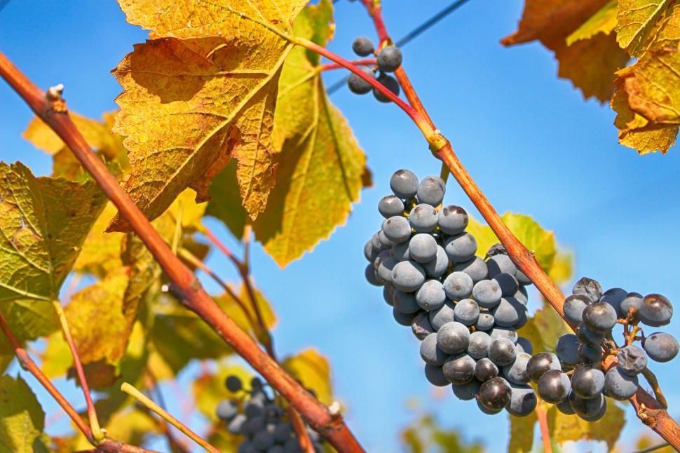 Free Image of Grape bunches on vine with colorful autumn leaves 