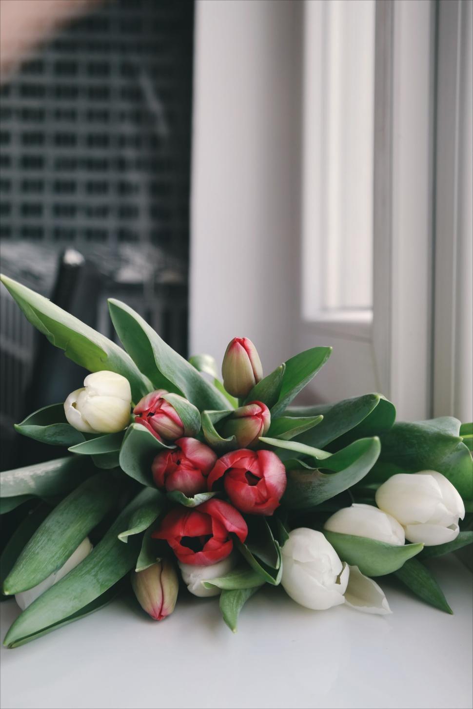 Free Image of Red and white tulip bouquet resting on a windowsill 