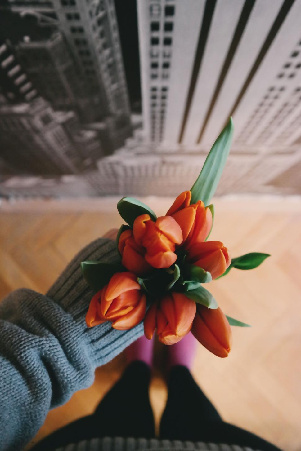 Free Image of Hand holding orange tulips in front of city backdrop 
