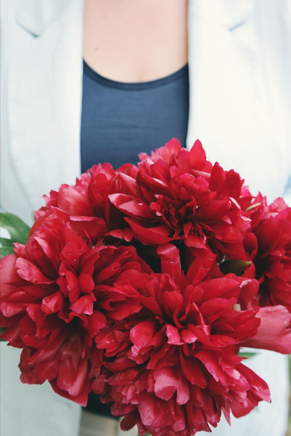 Free Image of Person holding bouquet of bright red peonies. 
