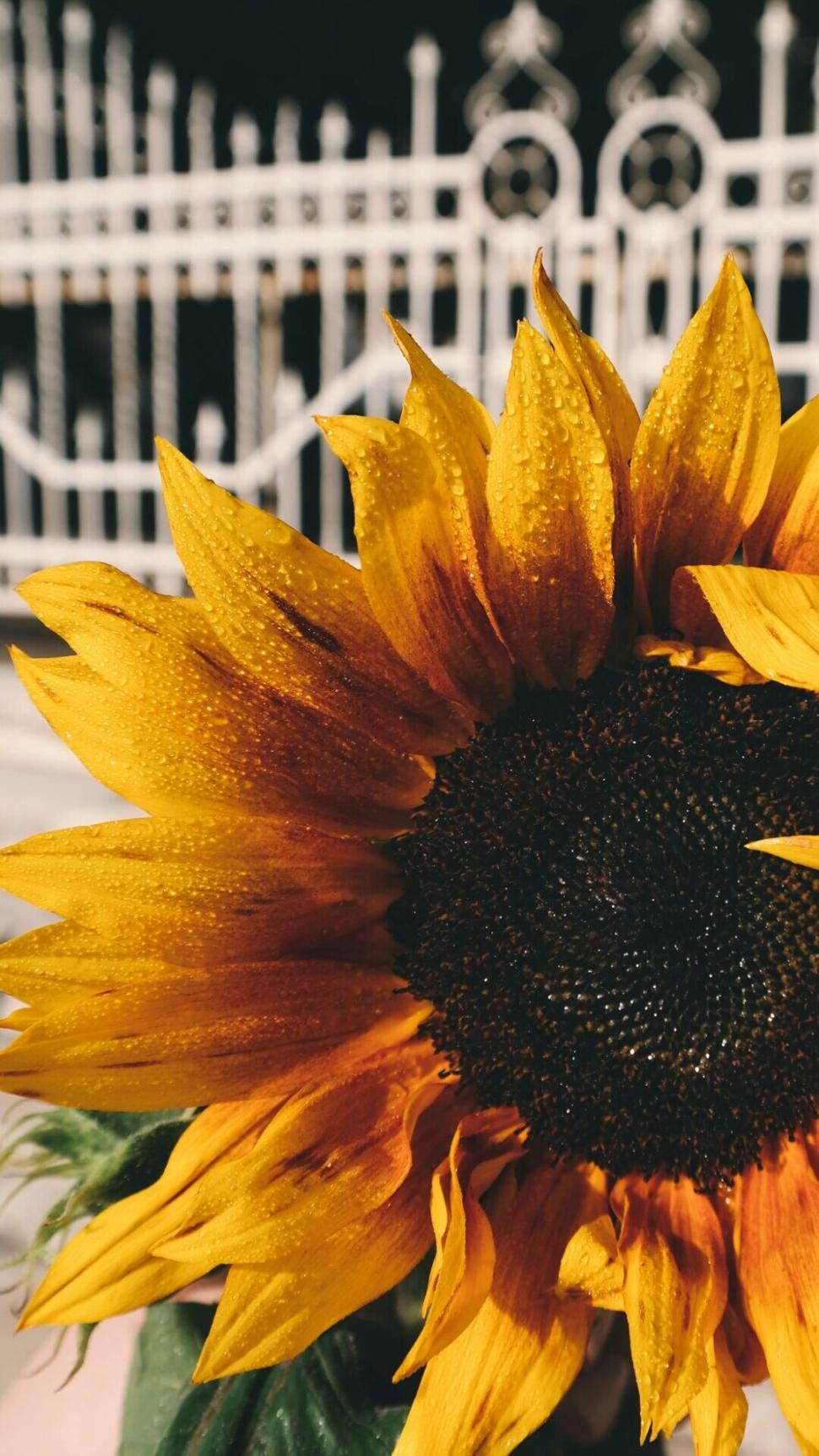 Free Image of Close-up view of vibrant sunflower with morning dew drops 