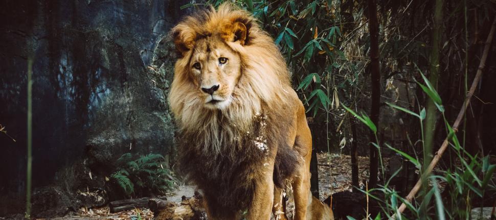 Free Image of Majestic male lion in dense forest greenery environment 