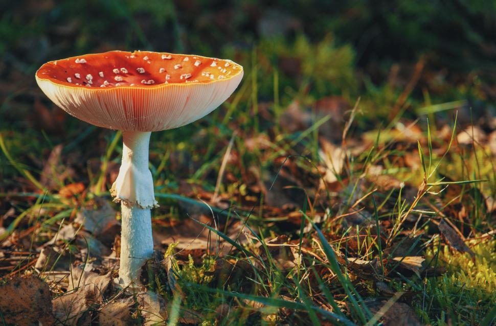 Free Image of Brightly colored mushroom growing in the forest floor 