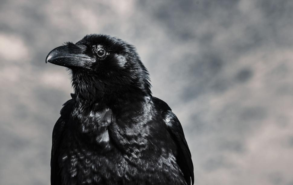Free Image of Close-up of a raven with detailed feathers and beak 