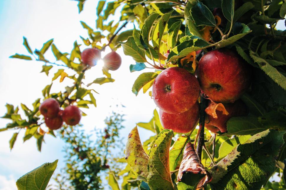 Free Image of Ripe red apples hanging from tree branches in sunlight 