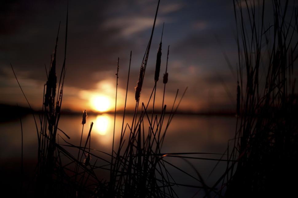 Free Image of Sunset behind grass at lake creates peaceful silhouette. 