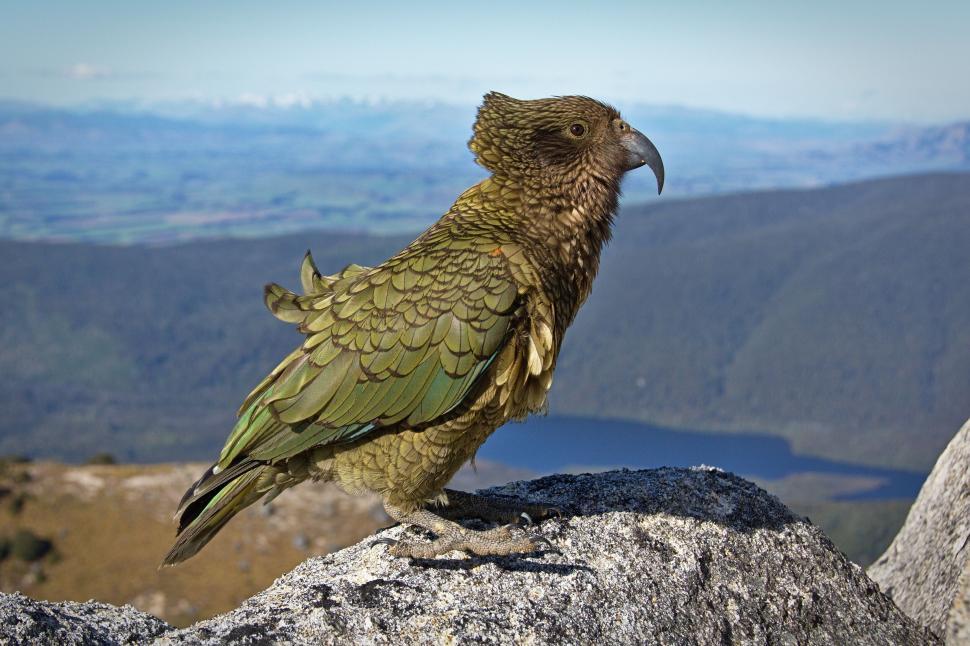 Free Image of Kea parrot perched on rock with scenic mountains behind. 