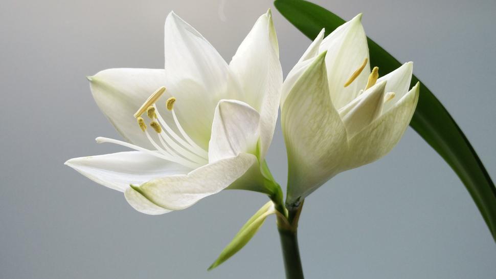 Free Image of Close-up of white lilies in full bloom against sky 