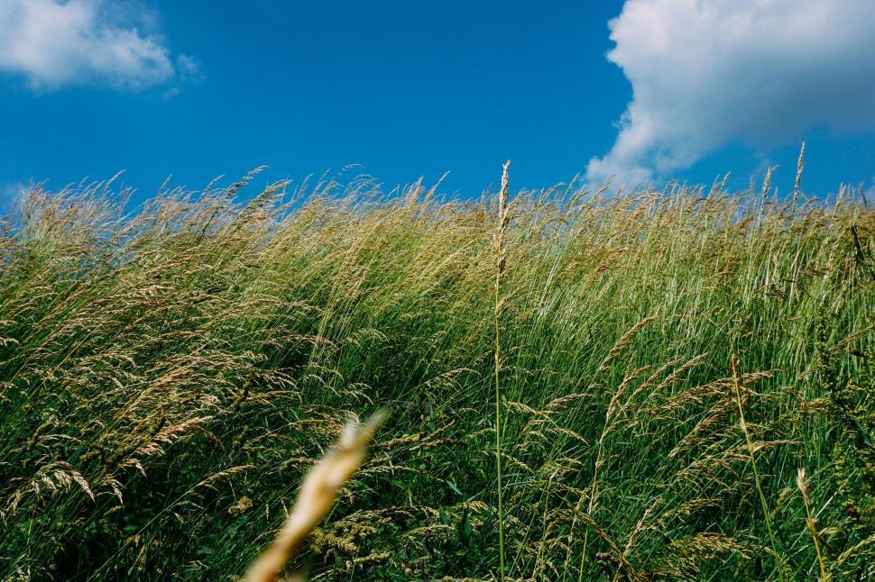 Free Image of Wind-blown tall grass field under a bright blue sky. 
