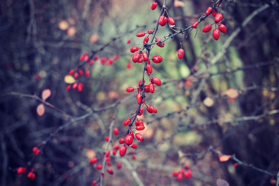 Free Image of Red berries on branches with blurred background scene 