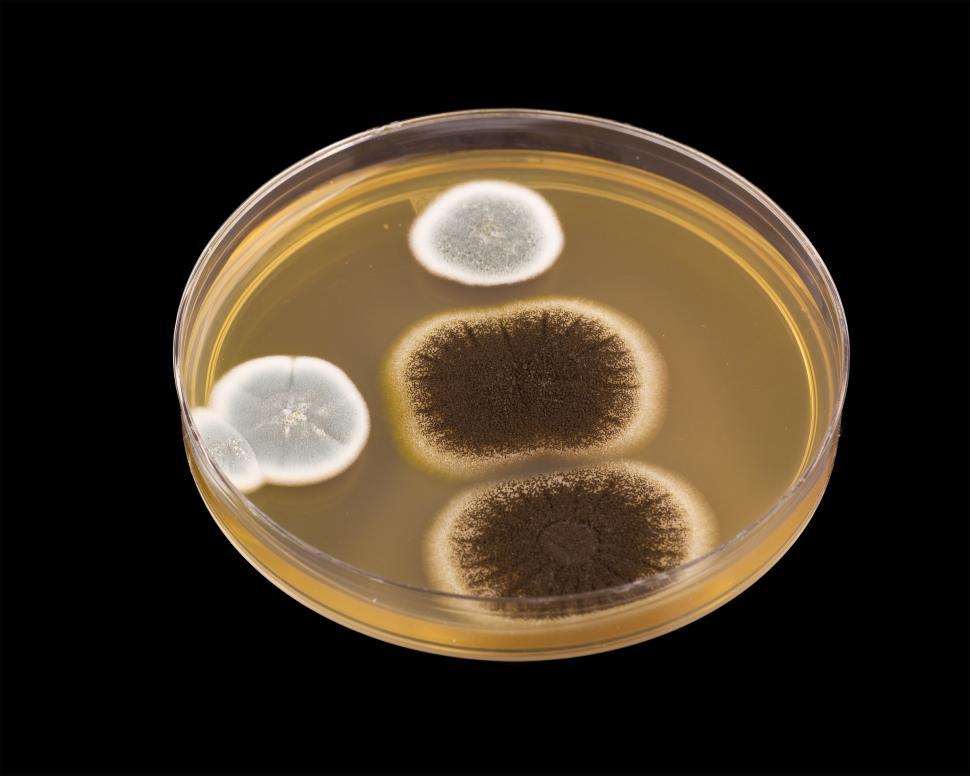 Free Image of Mold 