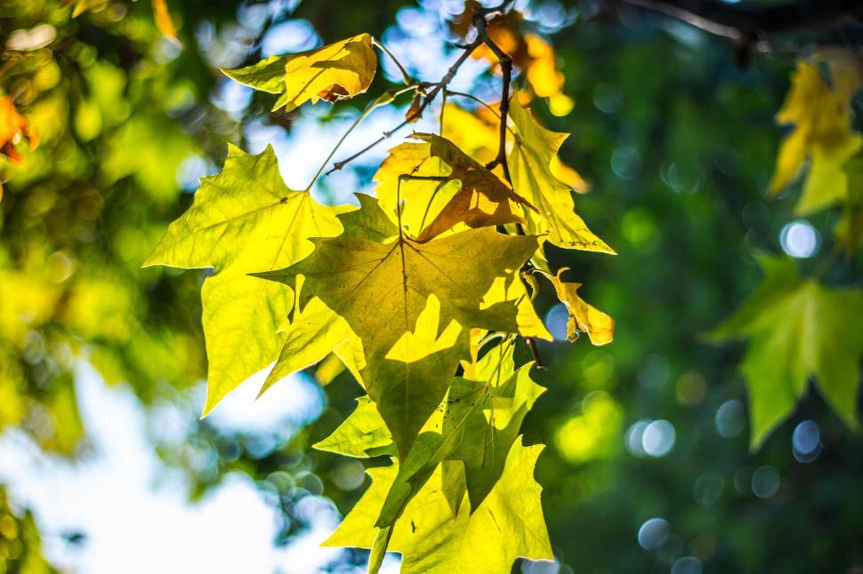 Free Image of Close-up of vibrant green and yellow leaves in sunlight. 