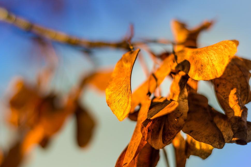 Free Image of Autumn leaves close-up with blurred background, nature 