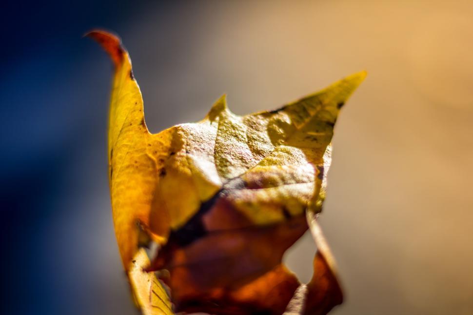 Free Image of Single autumn leaf with artistic blur background 