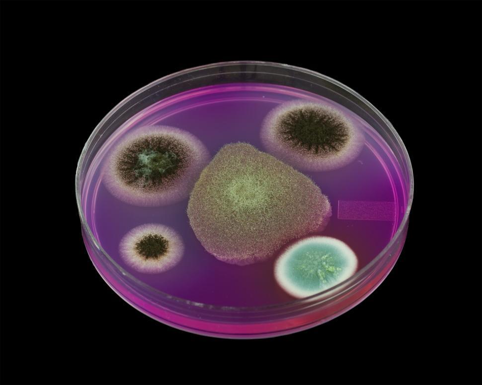 Free Image of Mold 