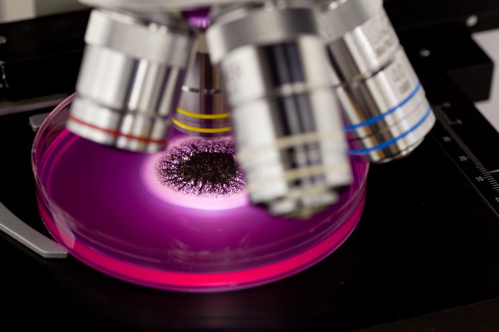 Free Image of Mold under a Microscope 