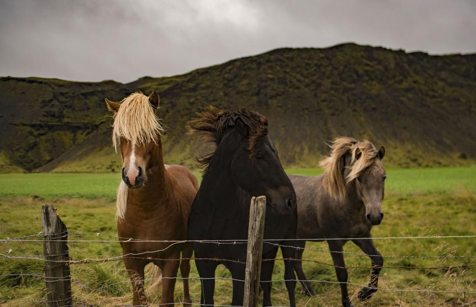Free Image of Three horses standing behind a fence on cloudy day. 