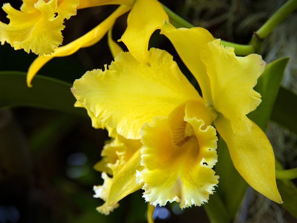 Free Image of Cattleya Orchid Bloom Yellow 