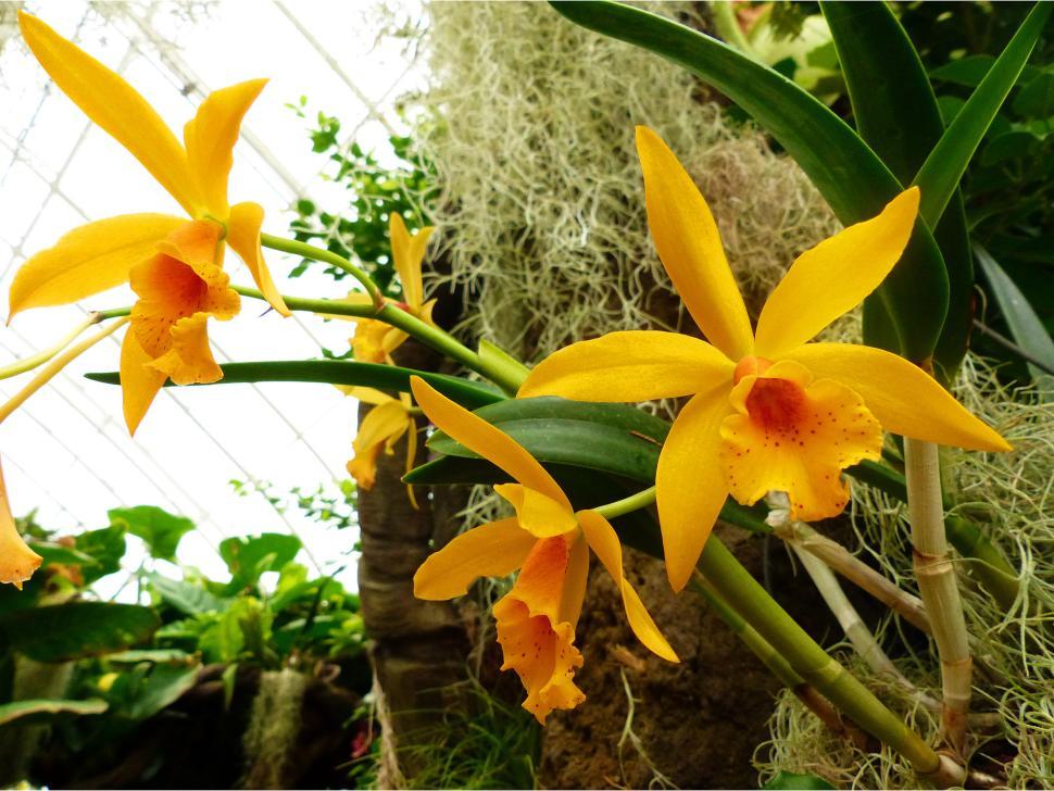 Free Image of Yellow Flowers Cattleya Orchid 