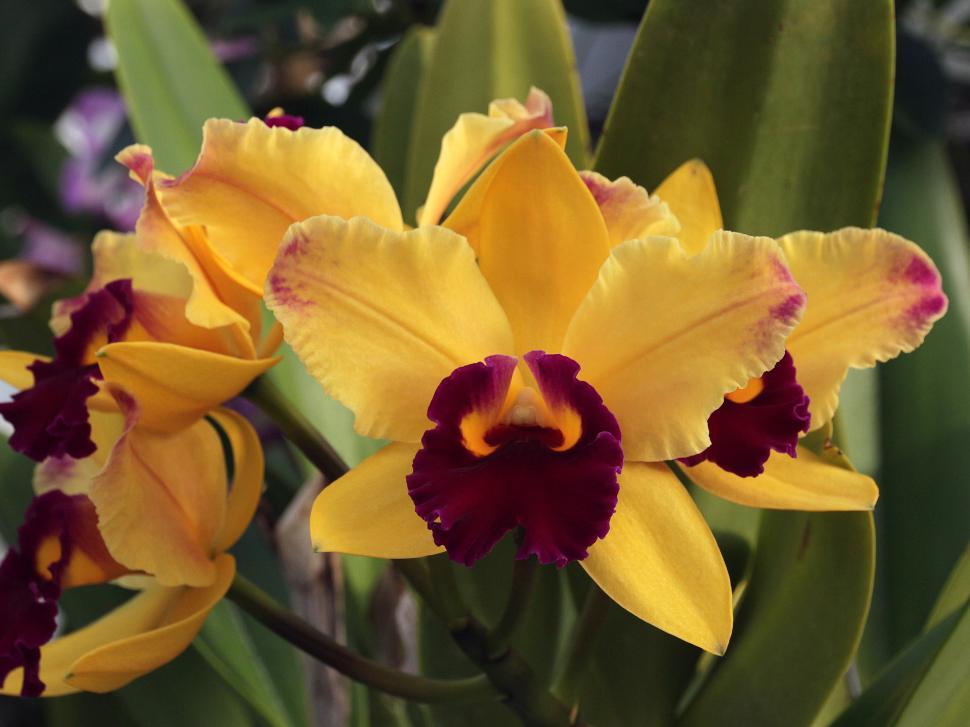 Free Image of Cattleya Orchid Blooms 