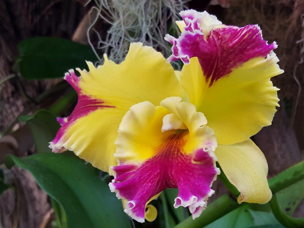 Free Image of Cattleya Orchid Flowers 