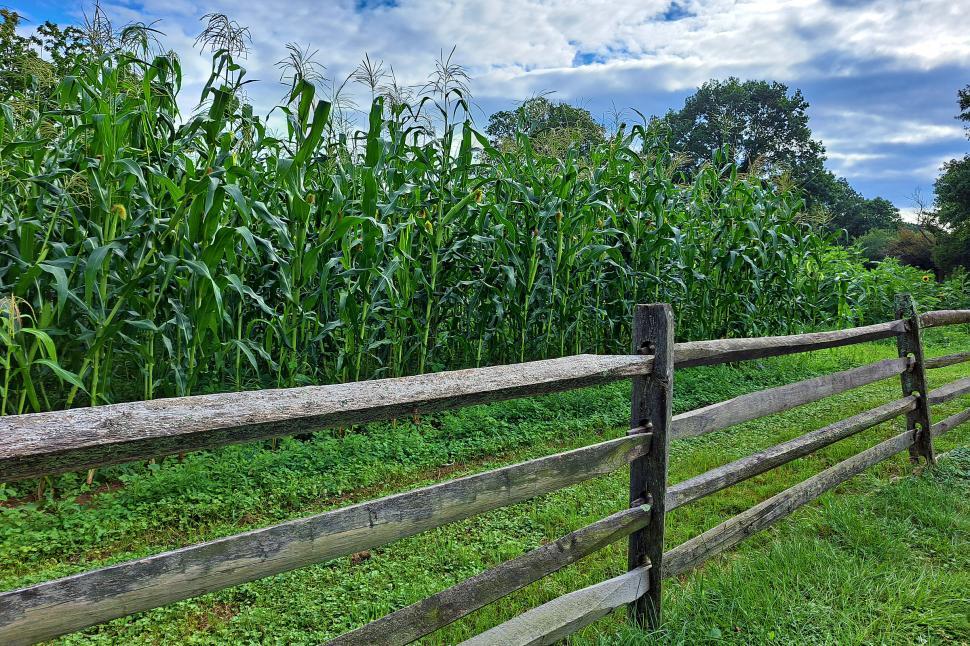 Free Image of Corn Field Over Split Rail Fence 