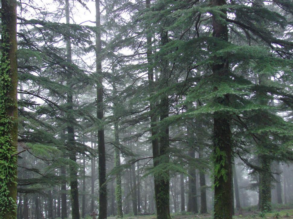 Free Image of Dense Forest of Towering Green Trees 
