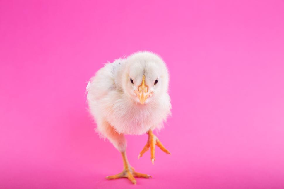 Free Image of Close-up of chick walking with pink background 