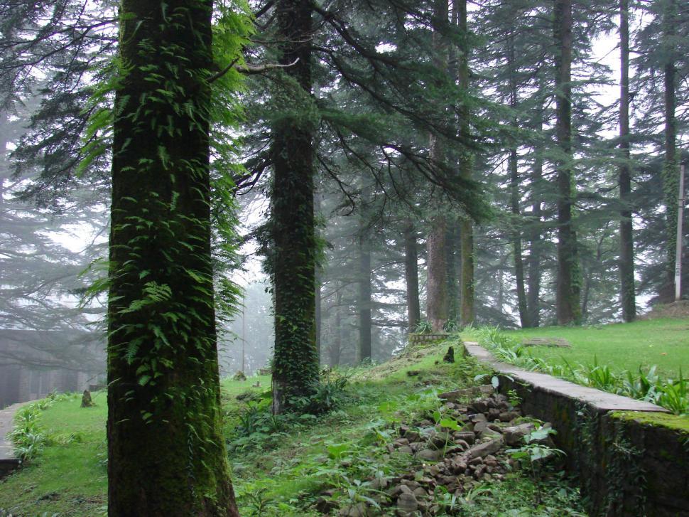 Free Image of Bench in the Middle of Forest 