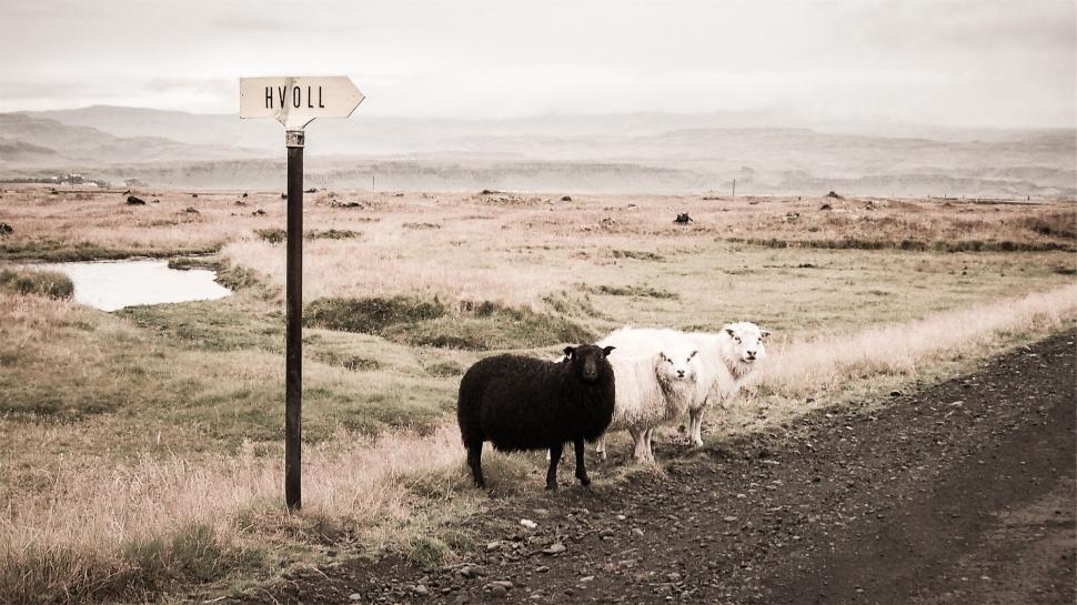 Free Image of Two sheep standing on road with wooden sign reading Hvoll 