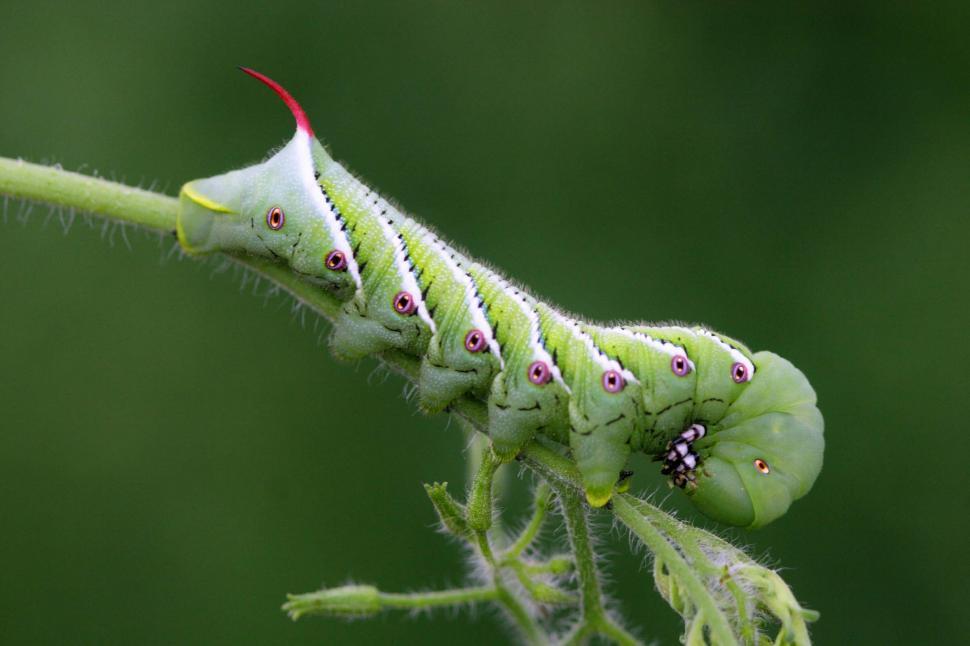 Free Image of Manduca hornworm 