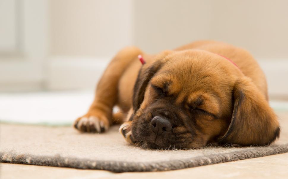 Free Image of Sleepy brown puppy resting on a carpet indoors, calm. 
