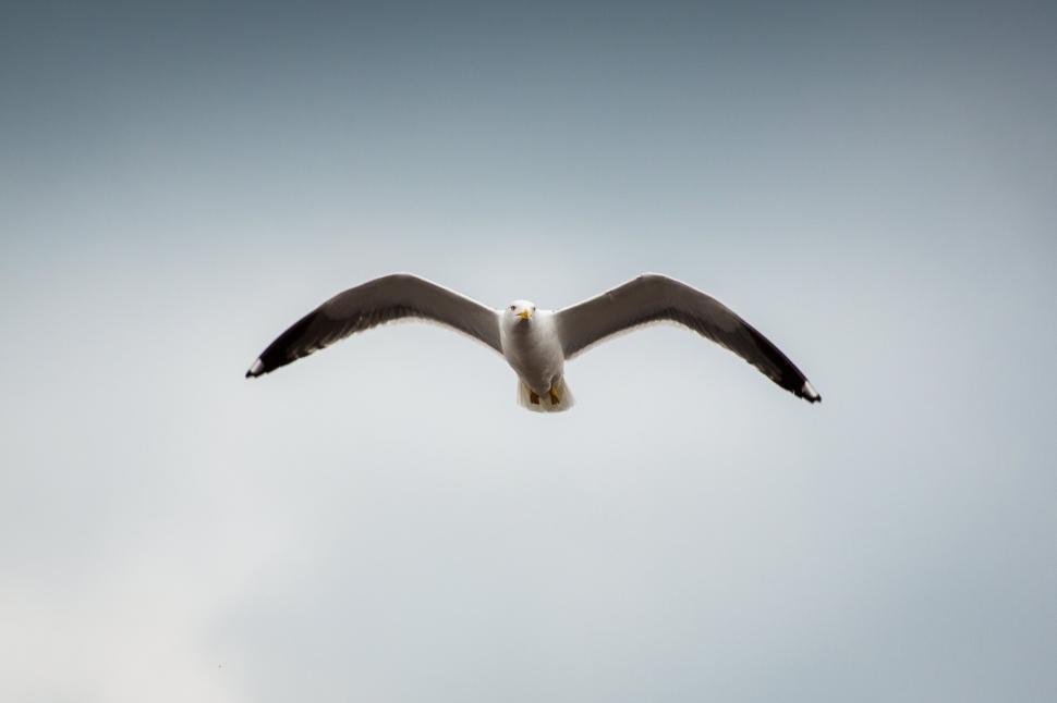 Free Image of Seagull in mid-flight against a clear blue sky backdrop. 