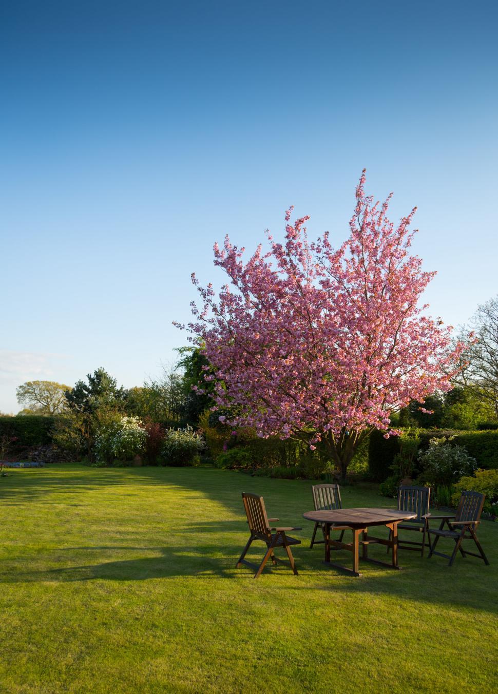 Free Image of Serene garden with flowering tree and outdoor furniture 