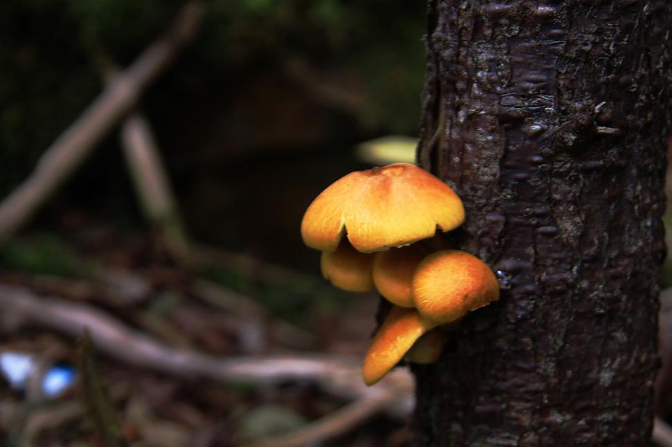 Free Image of Mushrooms 