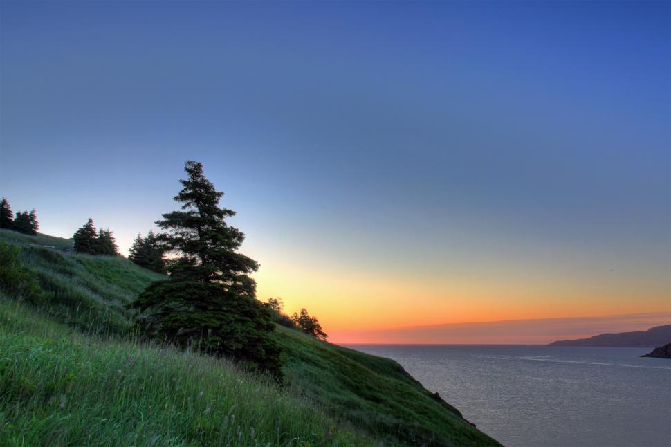 Free Image of Tree 