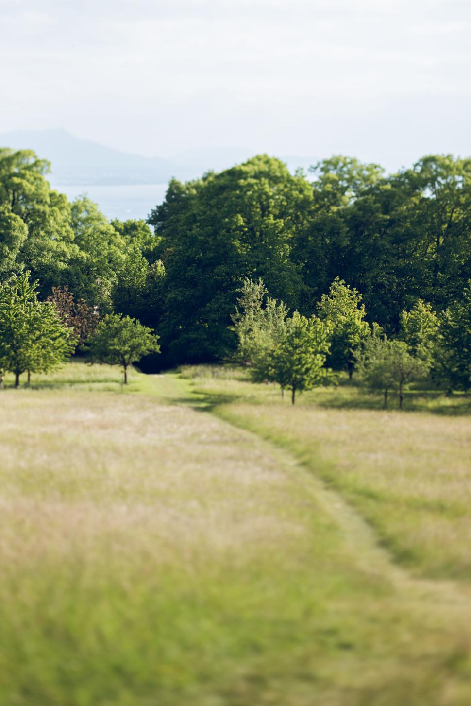 Free Image of Pathway through a grassy field leading to lush trees 