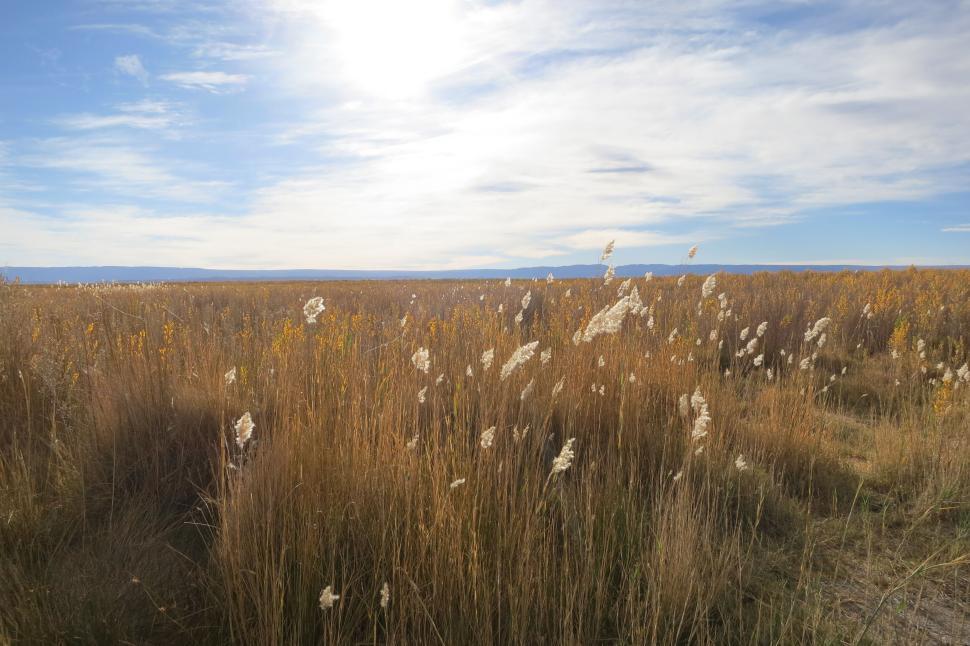 Free Image of Vast field under the bright sun with clear blue skies 