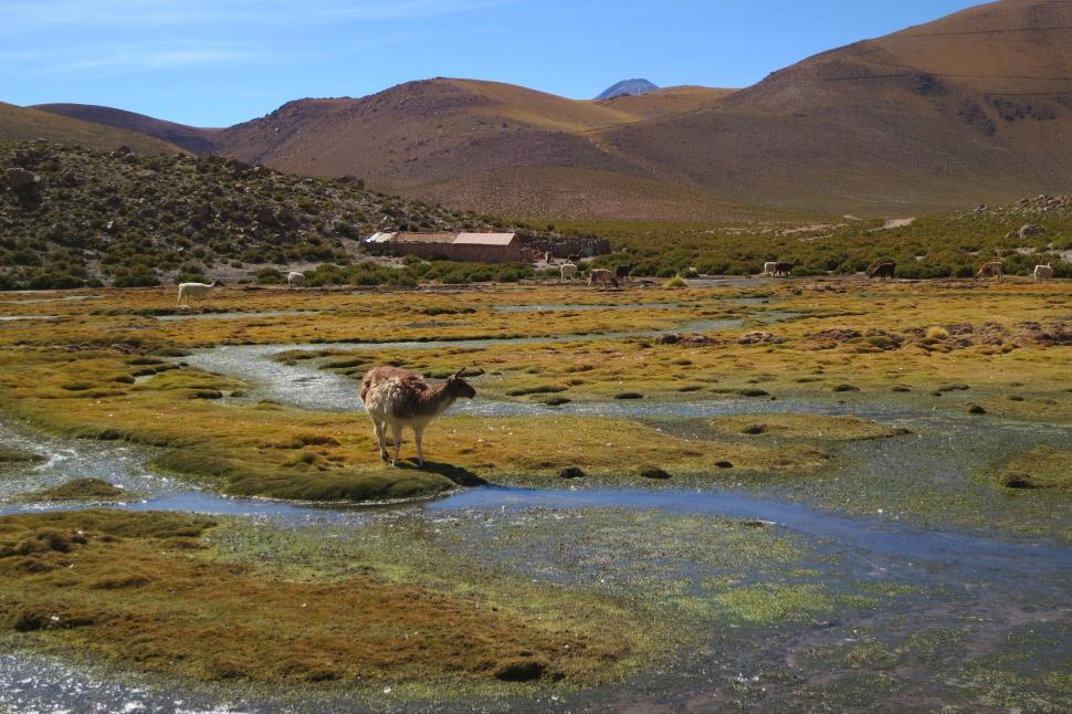 Free Image of A lone llama stands in a vast Andean landscape setting 